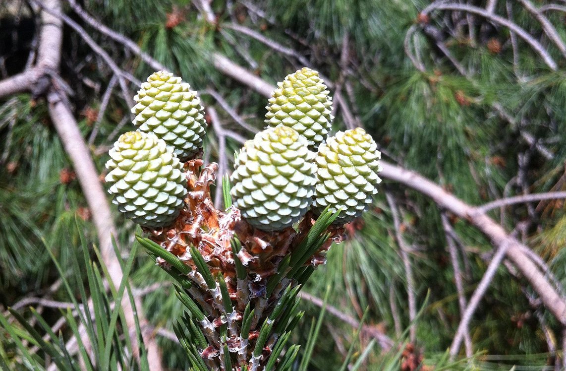 Piñas jóvenes creciendo en un pino