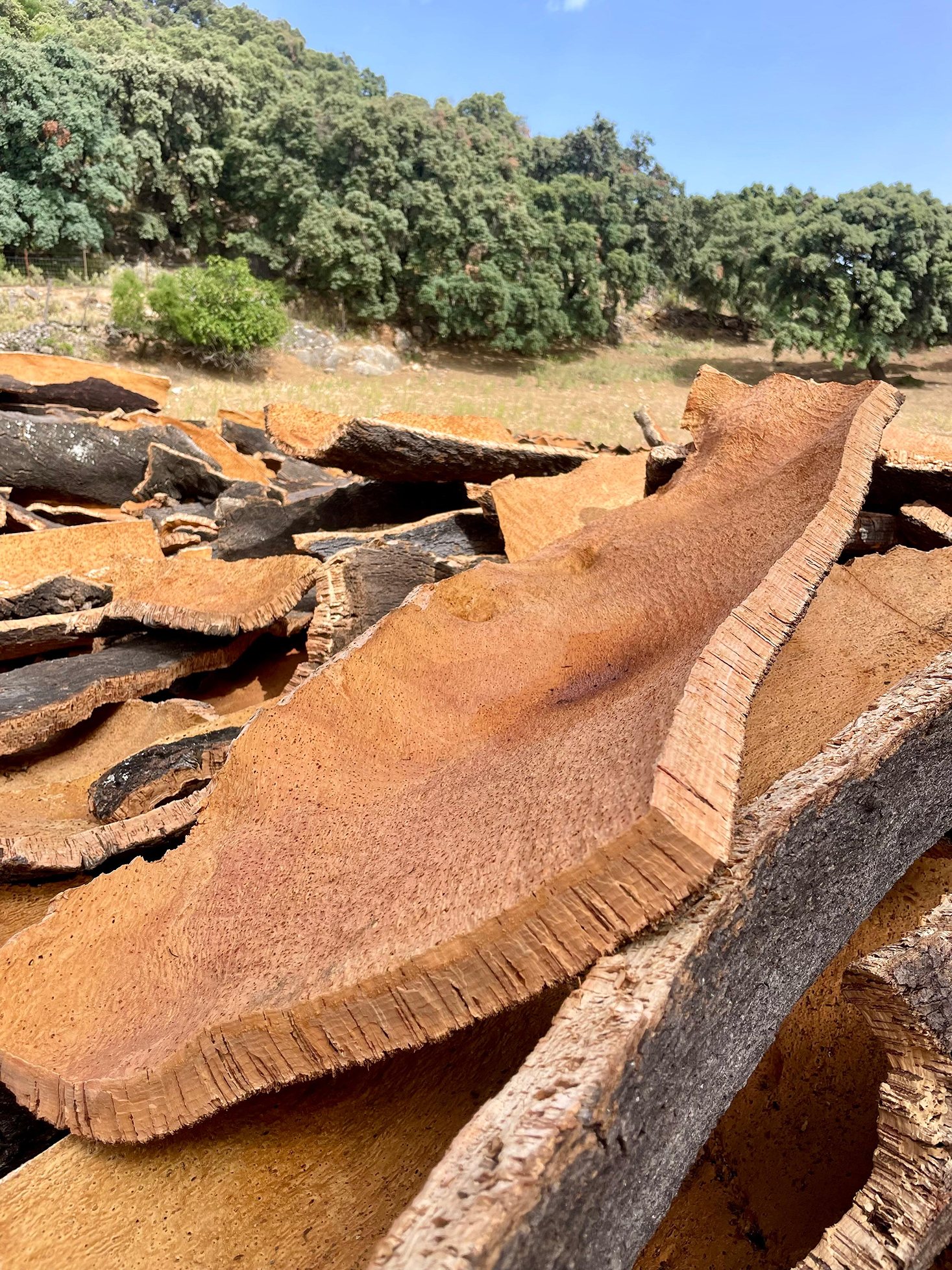 Planchas de corcho recién extraídas